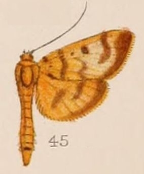 Chrysalis (hypothetical moon)