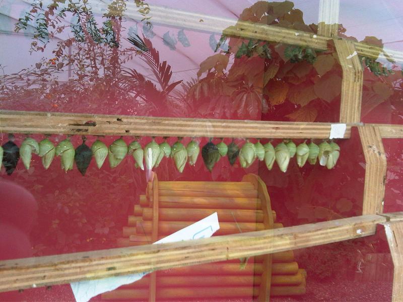 Chrysalis (hypothetical moon)